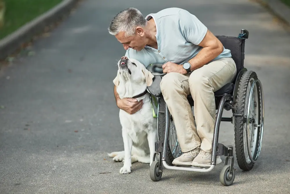 Man in a wheelchair bending to pet a light-coloured Labrador dog outdoors